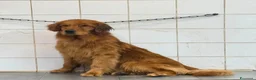 Golden Retriever cani in vendita: Golden retriever cucciolo maschio pedigree ENCI  - Annuncio 3