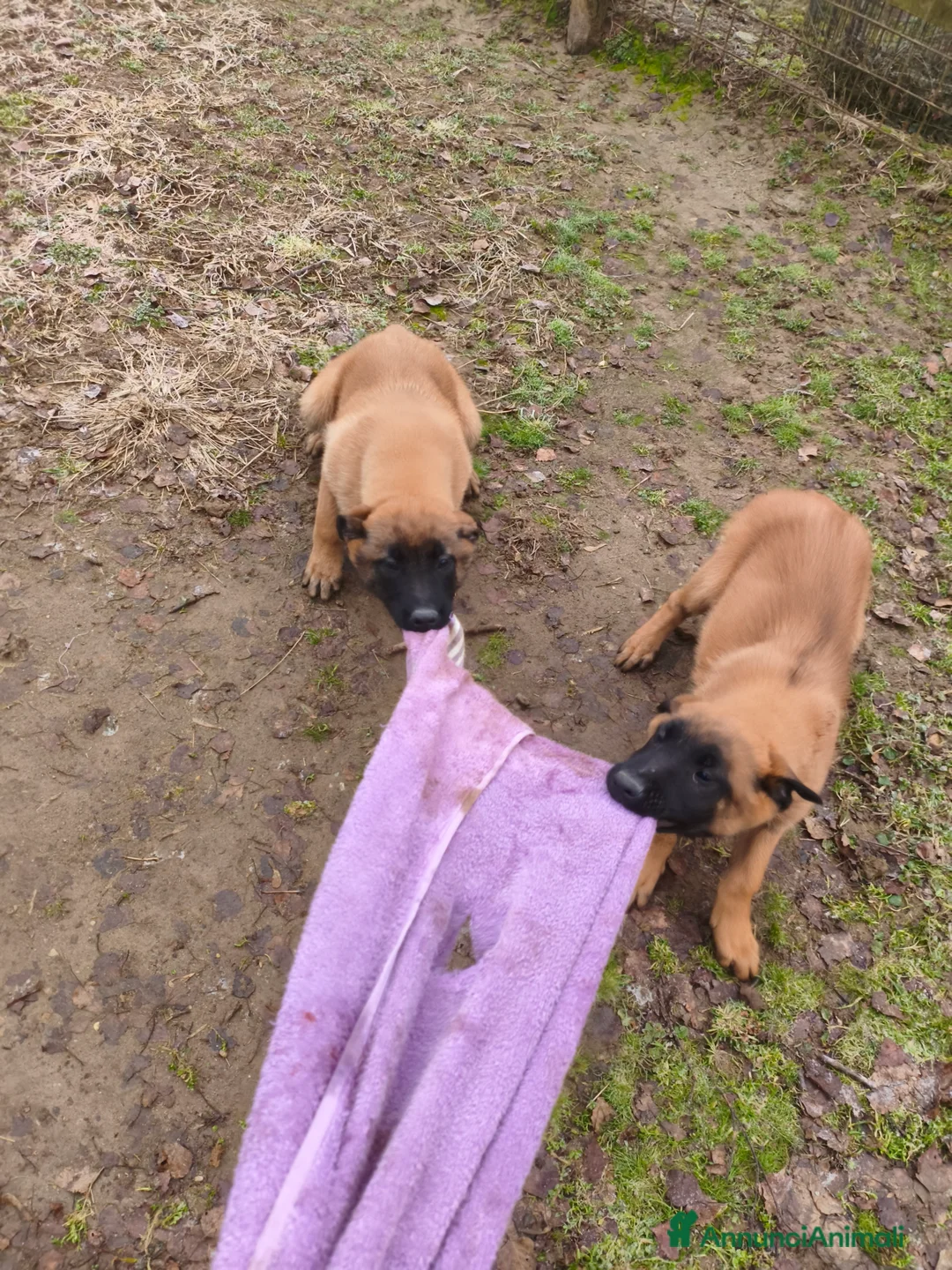 Pastore Belga cani in vendita: Pastore belga Malinois  - Annuncio 3