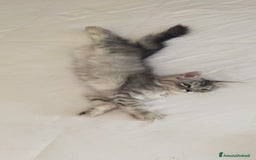 Norvegese gatti in vendita: Gattini mix norvegesi delle foreste e persiano  a Provincia di Novara - Immagine 10
