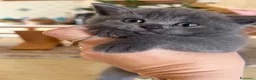 Scottish gatti in vendita: Gattini scottish - Annuncio 3