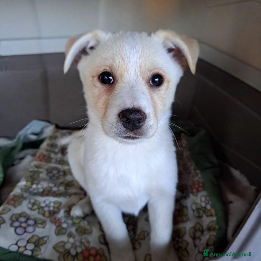 Meticcio cani in regalo: ROMY affettuosa tg piccola - Annuncio 5