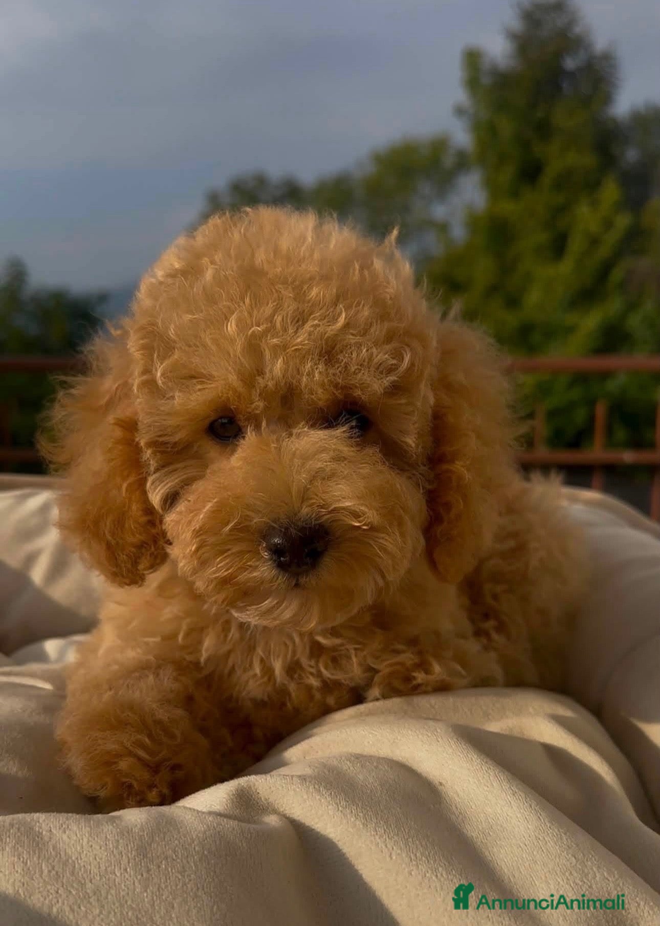 Barboncino cani Barboncino ❤️ disponibile da subito  - Annuncio 7