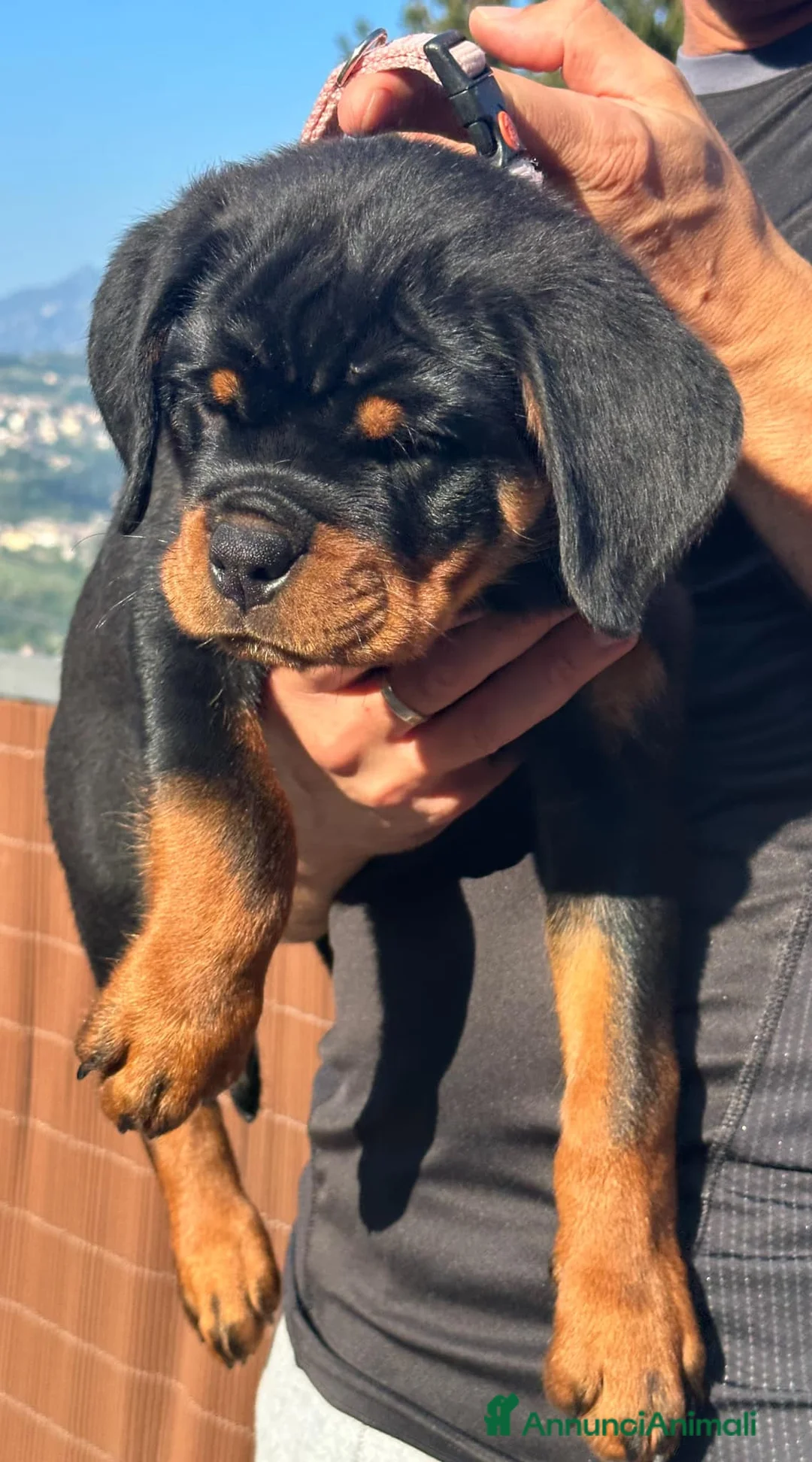 Immagine della galleria {{count}}