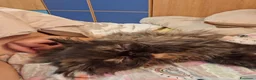 Persiano gatti in vendita: Persiana ipertipica con pedigree - Annuncio 3