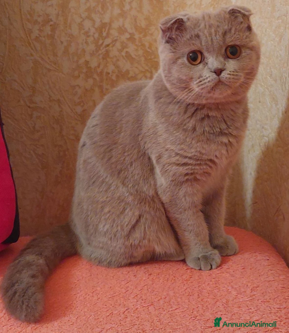 British gatti British  - Annuncio 2