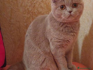 British gatti British - Annuncio 2