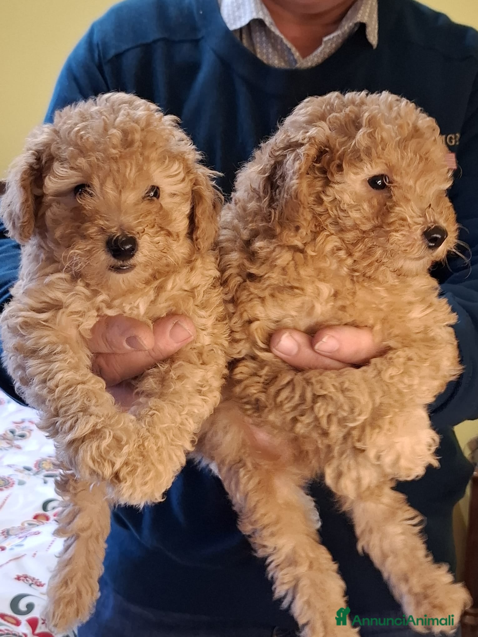 Barboncino Toy cani barboncino toy red - Annuncio 2