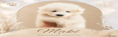 Samoiedo 1