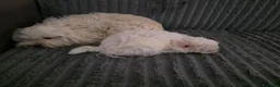 Maltese cani in vendita: Cucciola Maltese - Annuncio 6