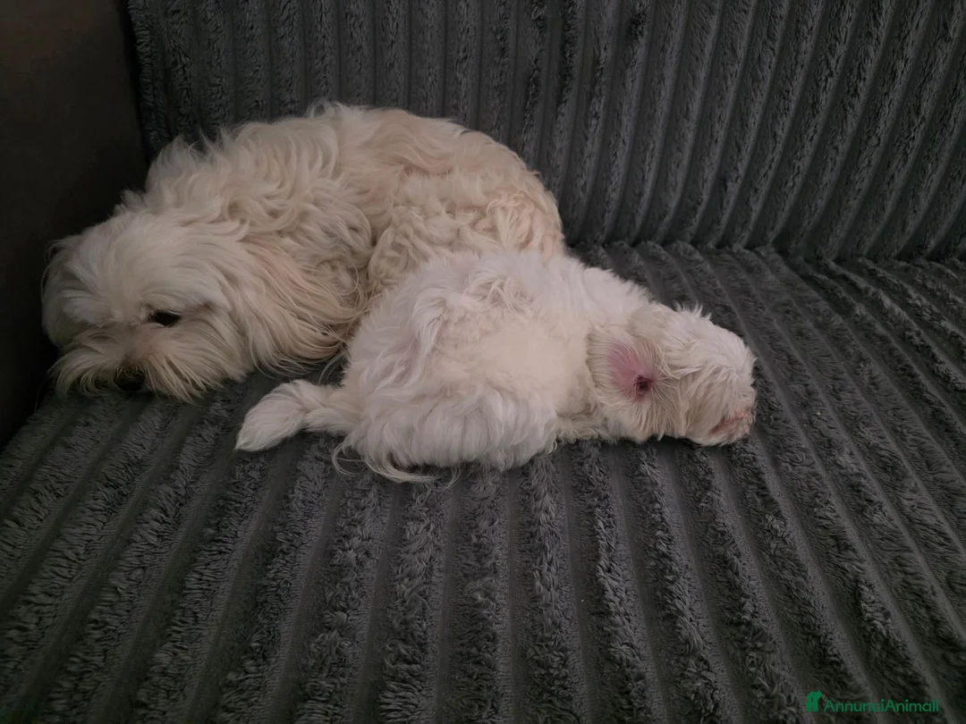 Maltese cani in vendita: Cucciola Maltese - Annuncio 6