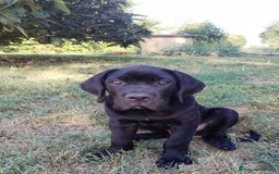 Cane Corso cani in vendita: Cuccioli maschi Cane Corso  a Città Metropolitana di Bologna - Immagine 1