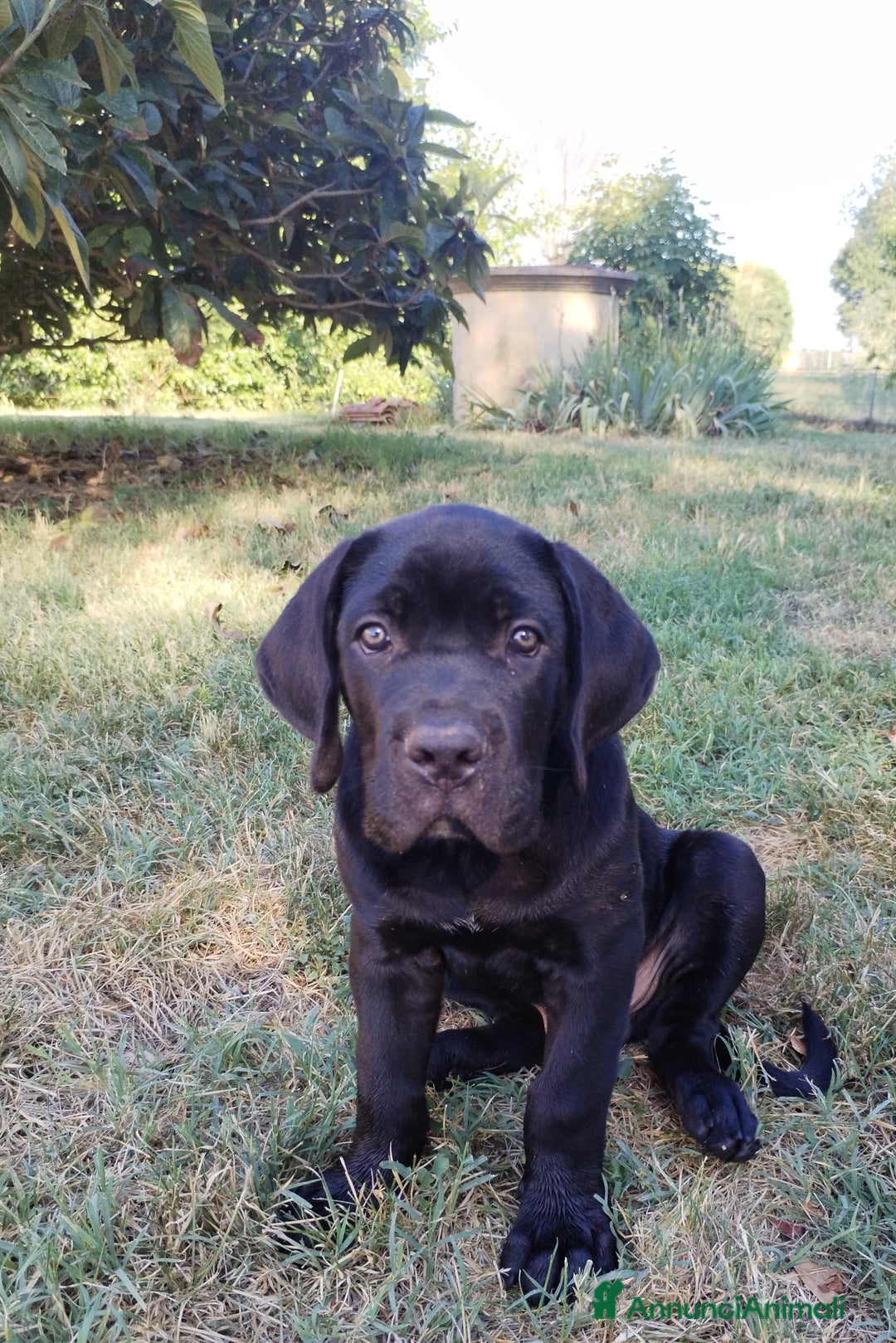 Cane Corso cani in vendita: Cuccioli maschi Cane Corso  a Città Metropolitana di Bologna - Immagine 1