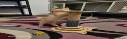 Meticcio gatti in regalo: Rollo e Floky cuccioli pelo semilungo - Annuncio 1
