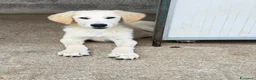 Meticcio cani in regalo: Dario a Provincia di Pavia - Annuncio 1