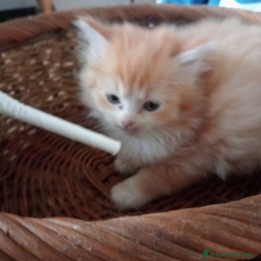 Persiano gatti in vendita: Gattini persiani normotipo  - Annuncio 20
