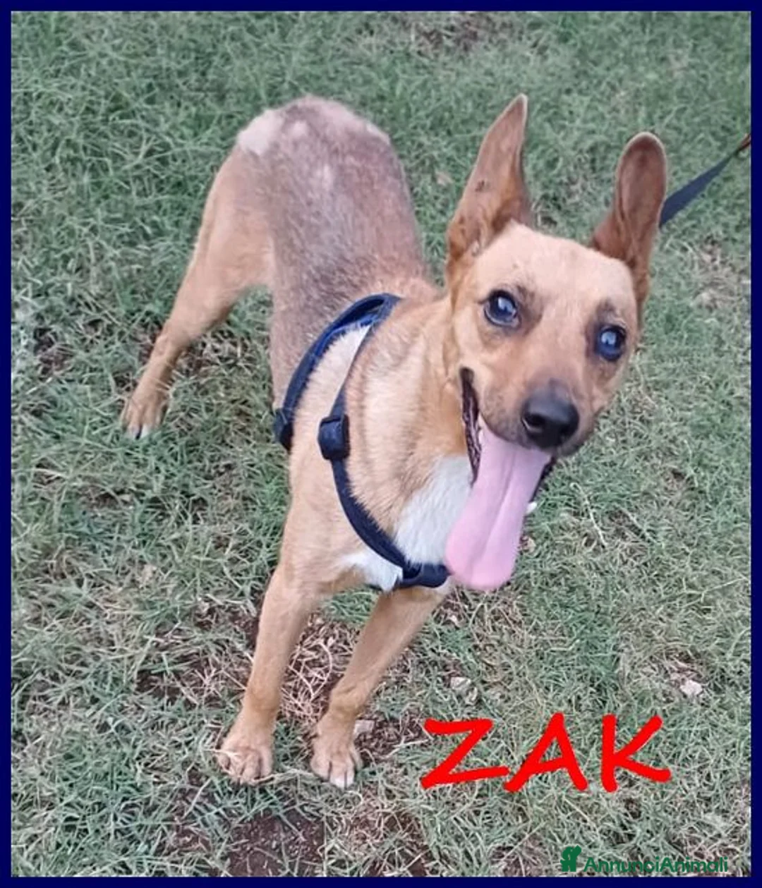 Meticcio cani in regalo: ZAK 9 anni - 12kg tradito dalla famiglia - Annuncio 2