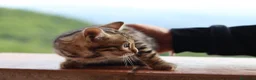 Bengala gatti in vendita: Cuccioli Bengala a Provincia di Cosenza - Annuncio 30