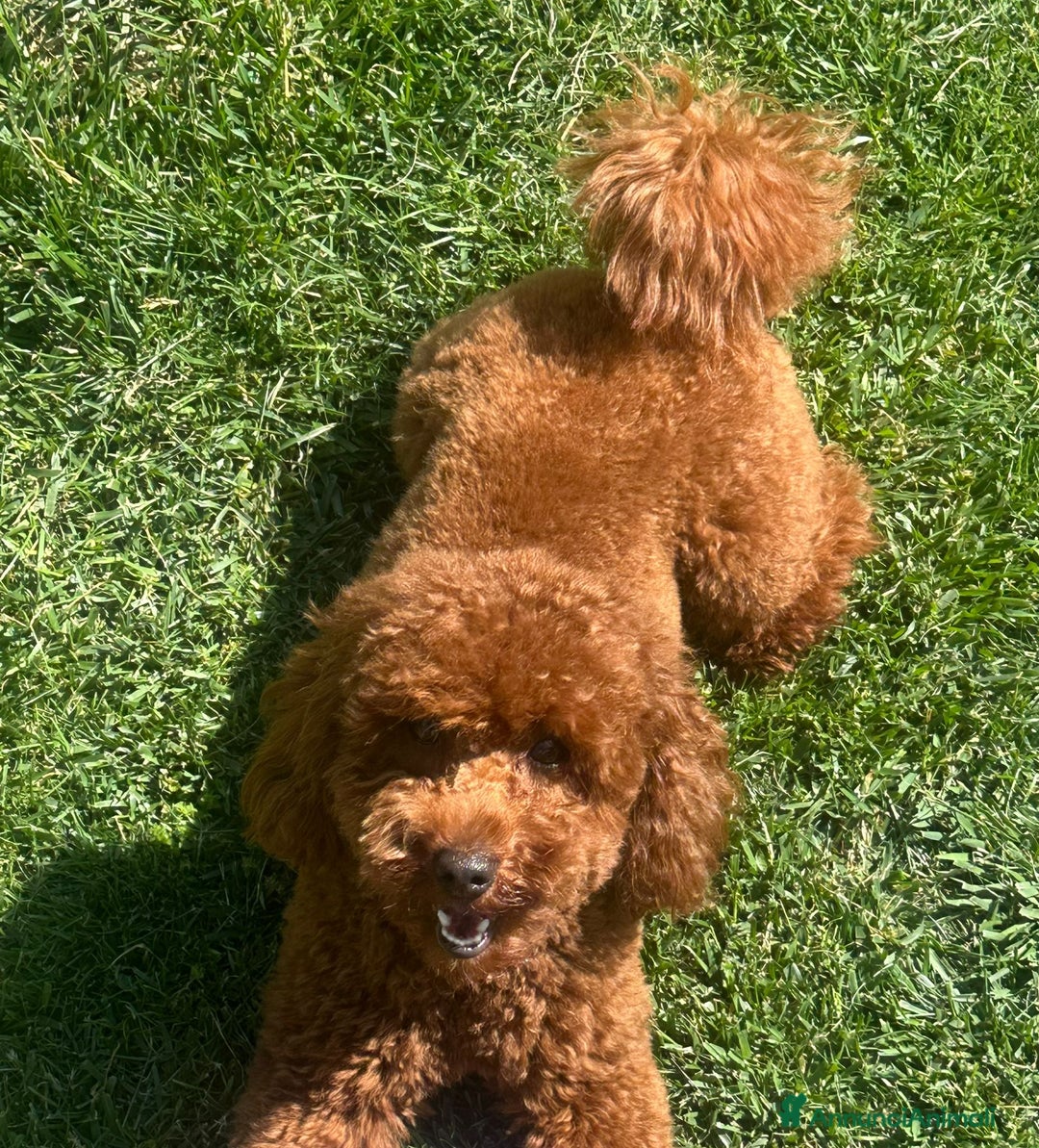 Barboncino cani per accoppiamento: Barboncino nano fulvo a Città metropolitana di Roma Capitale - Immagine 1