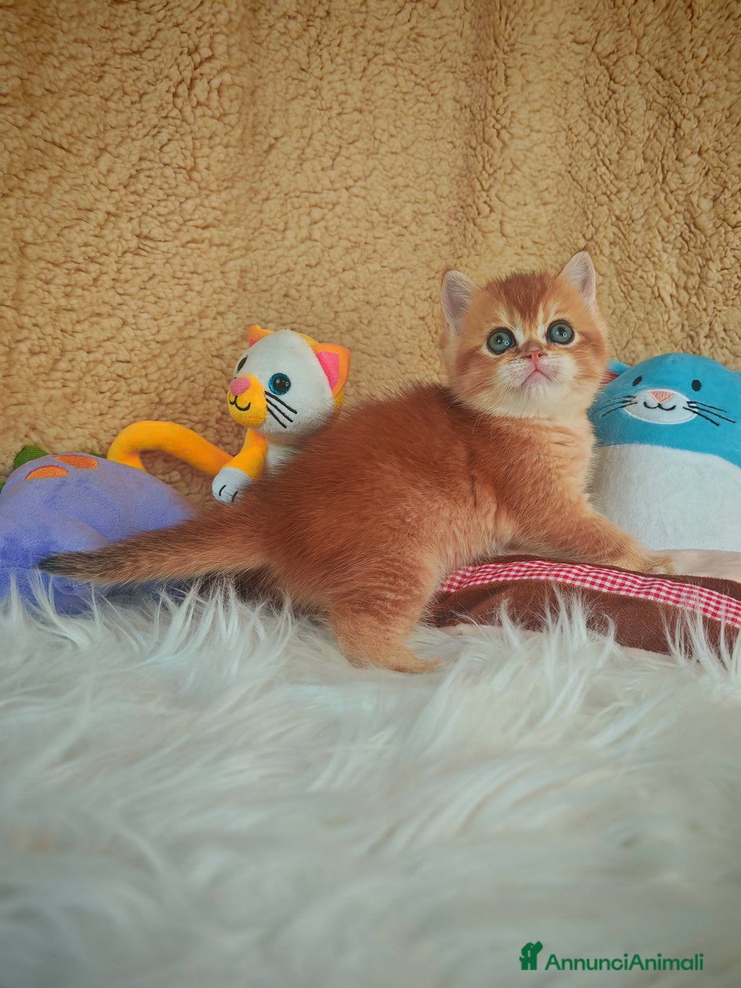 Scottish gatti in vendita: Gattini Scottish Rossicci - Annuncio 7