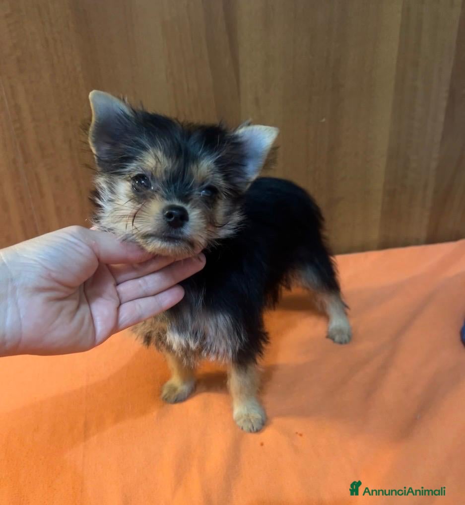 Meticcio cani Simil yorkshire femmina da padre 1,200 kg - Annuncio 2