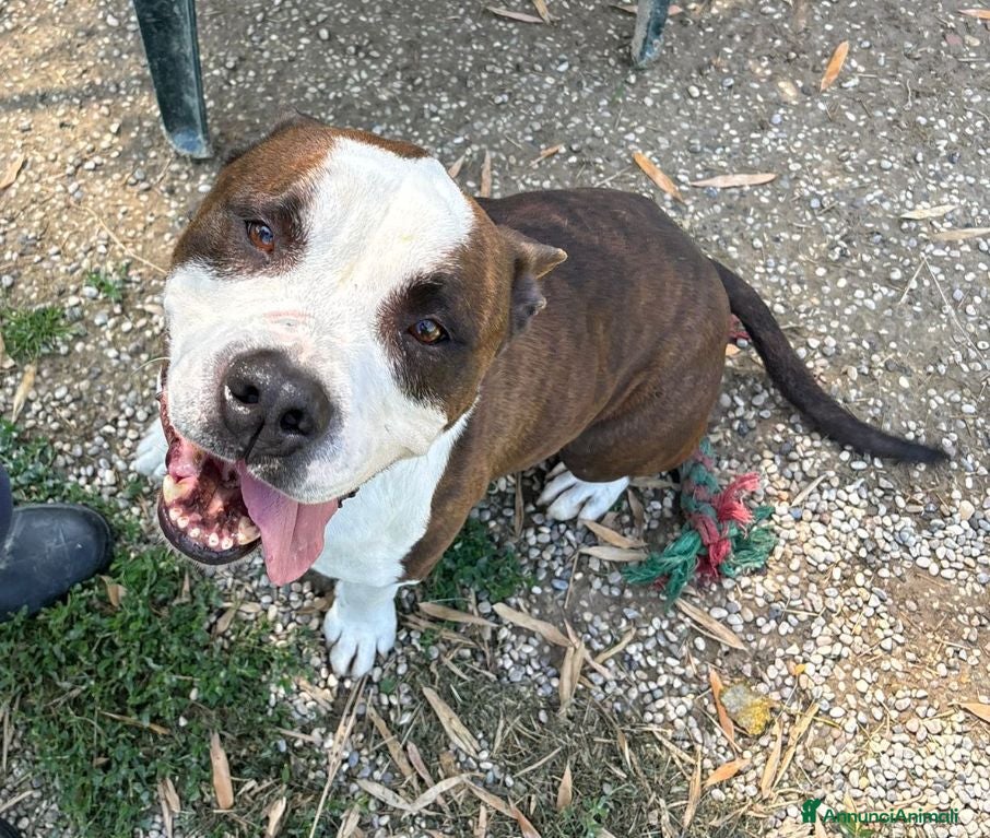 American Staffordshire cani Adotta Odino - Annuncio 2