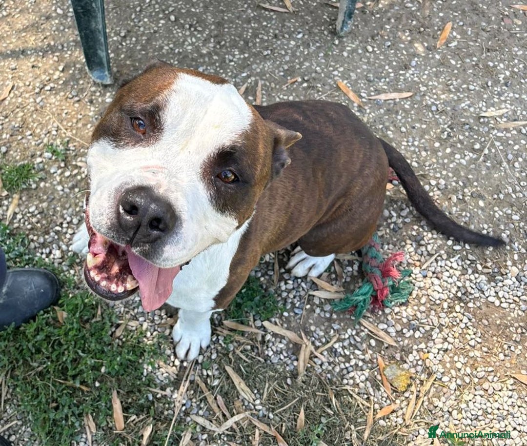 American Staffordshire cani in regalo: Adotta Odino - Annuncio 2