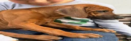 Rhodesian Ridgeback cani in vendita: Cuccioli di razza Rhodesian Ridgeback  - Annuncio 15