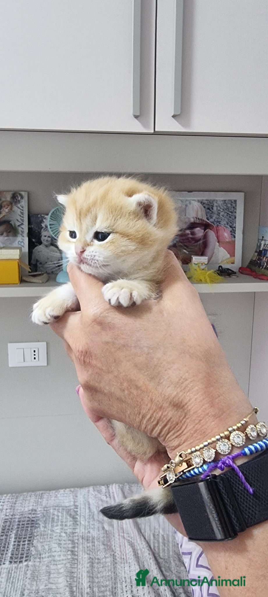 Scottish gatti in vendita: Cuccioli razza scottish a Città Metropolitana di Bologna - Annuncio 5