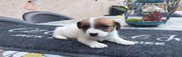 Jack Russell cani in vendita: Cucciolo di jack Russell pedigree Roi  - Annuncio 5