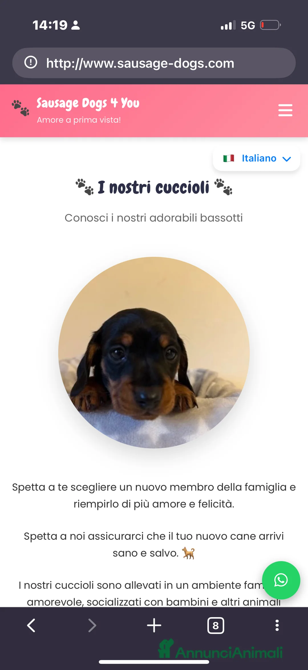 Bassotto cani in vendita: Bassoti Nani  - Annuncio 10