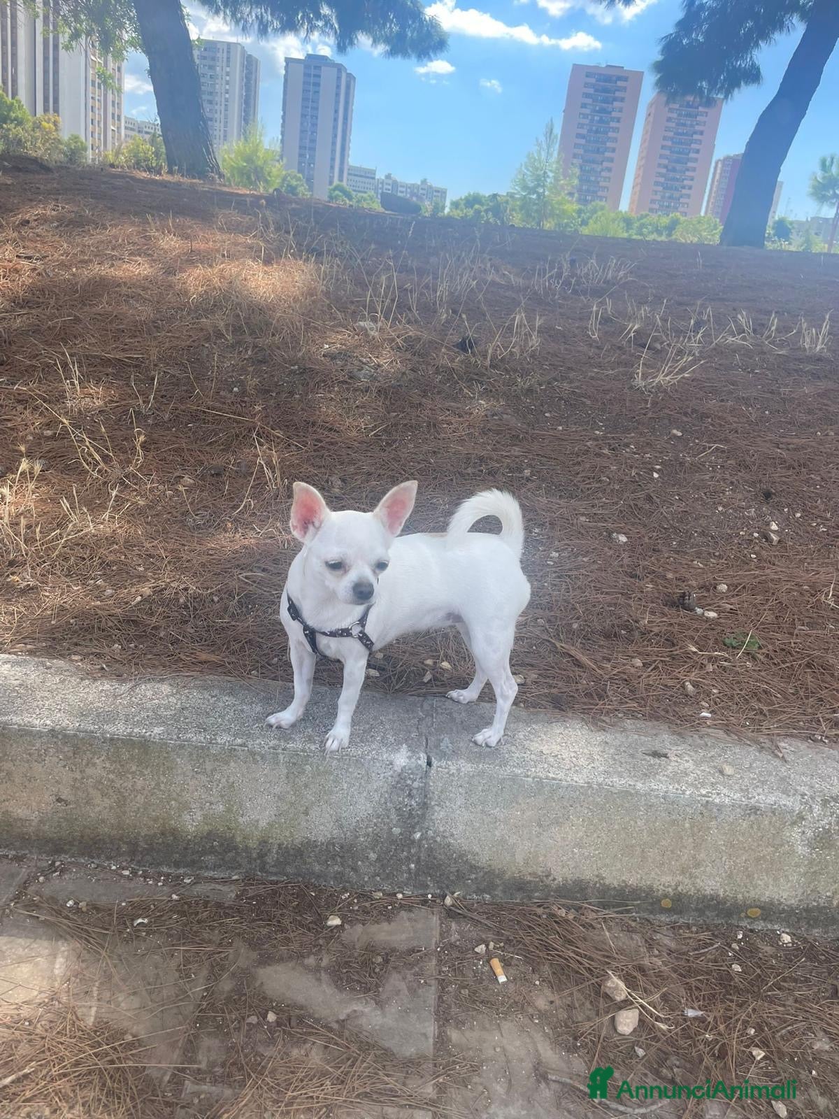 Chihuahua cani Chihuauaua pelo corto - Annuncio 3