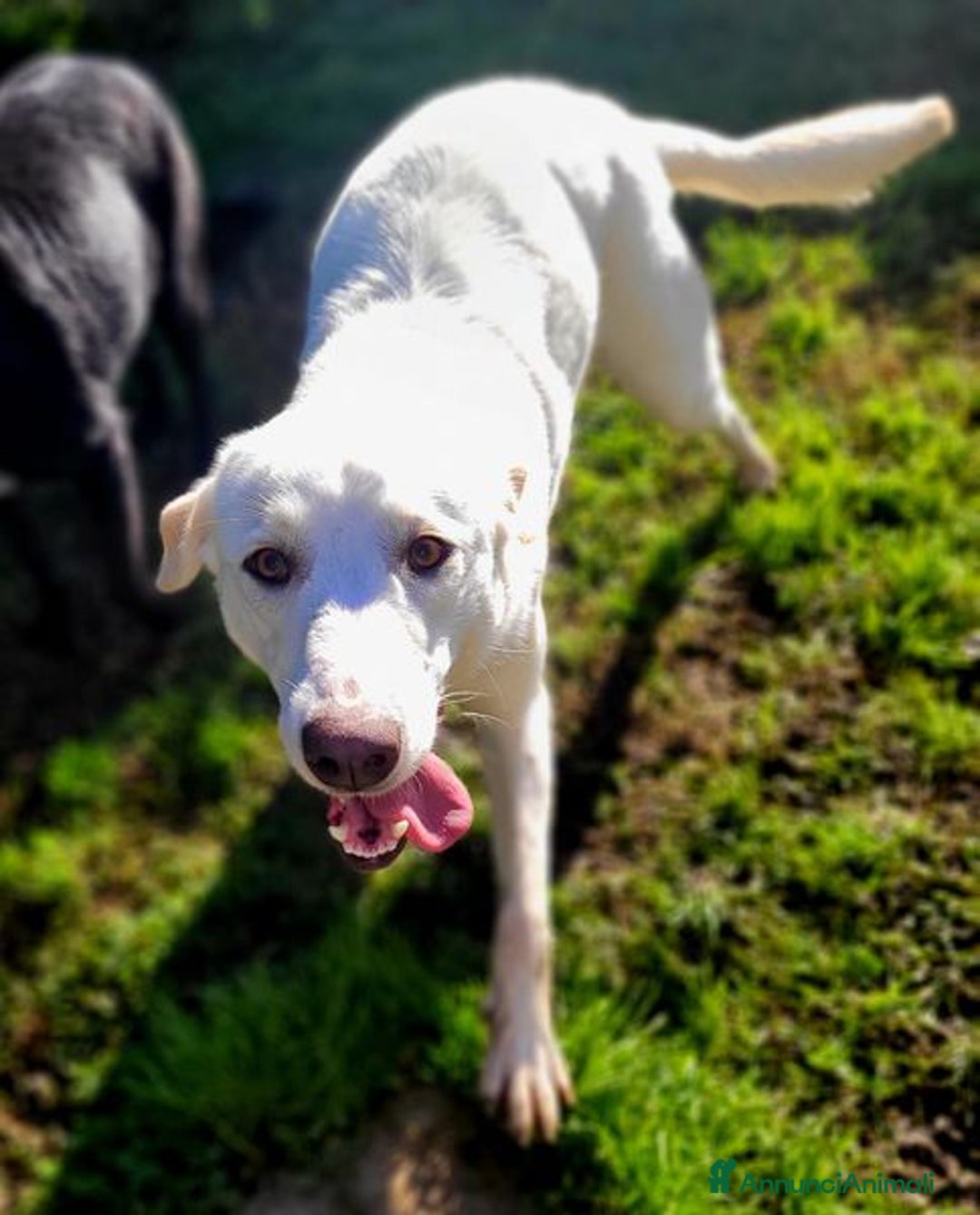 Labrador cani in regalo: Sade, dolcissima mini labrador - Annuncio 6