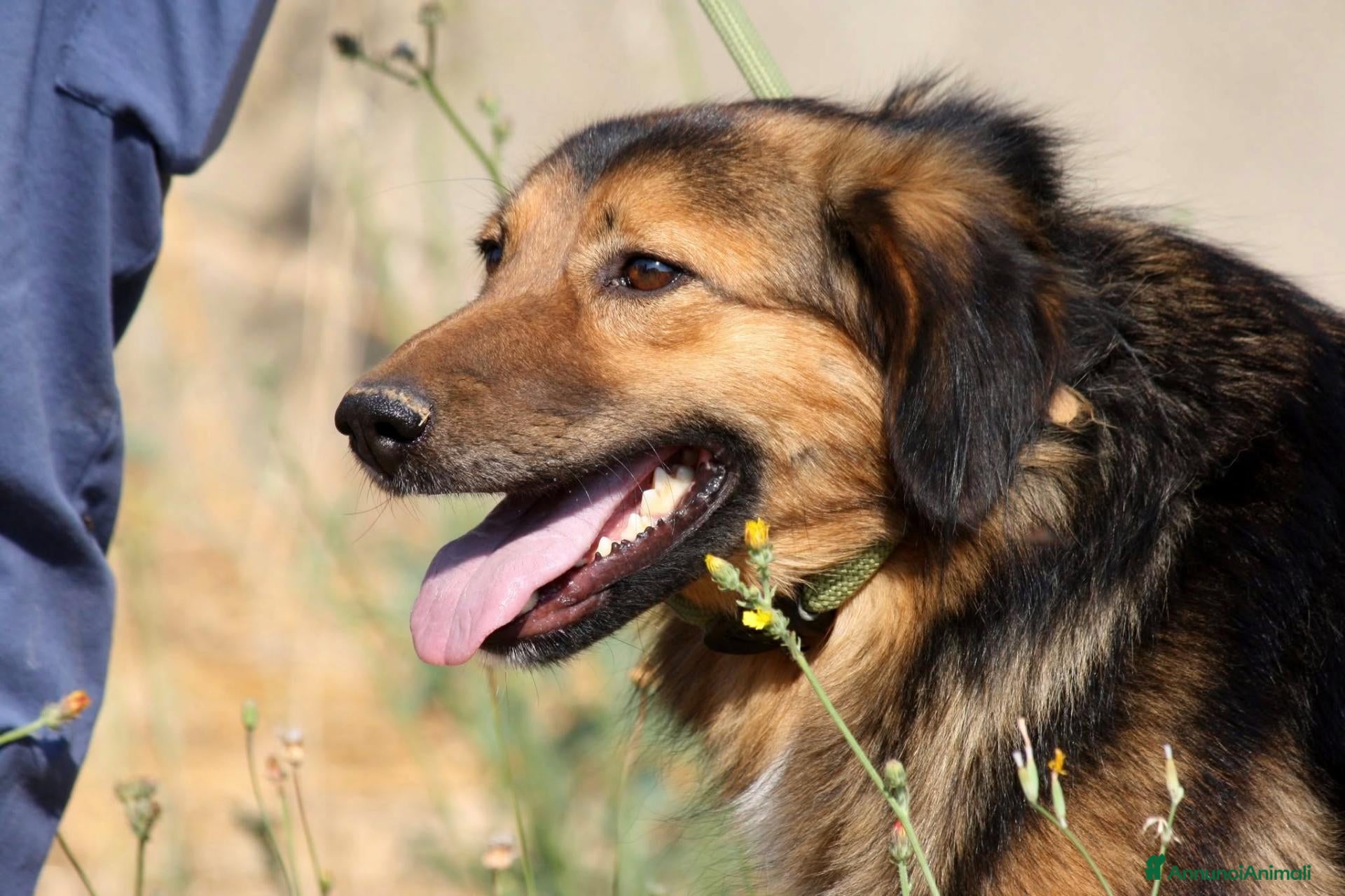 Meticcio cani in regalo: Enza in adozione - Annuncio 3