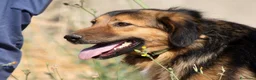 Meticcio cani in regalo: Enza in adozione - Annuncio 1