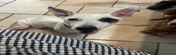 Meticcio cani in regalo: Simba, adozione del cuore - Annuncio 4