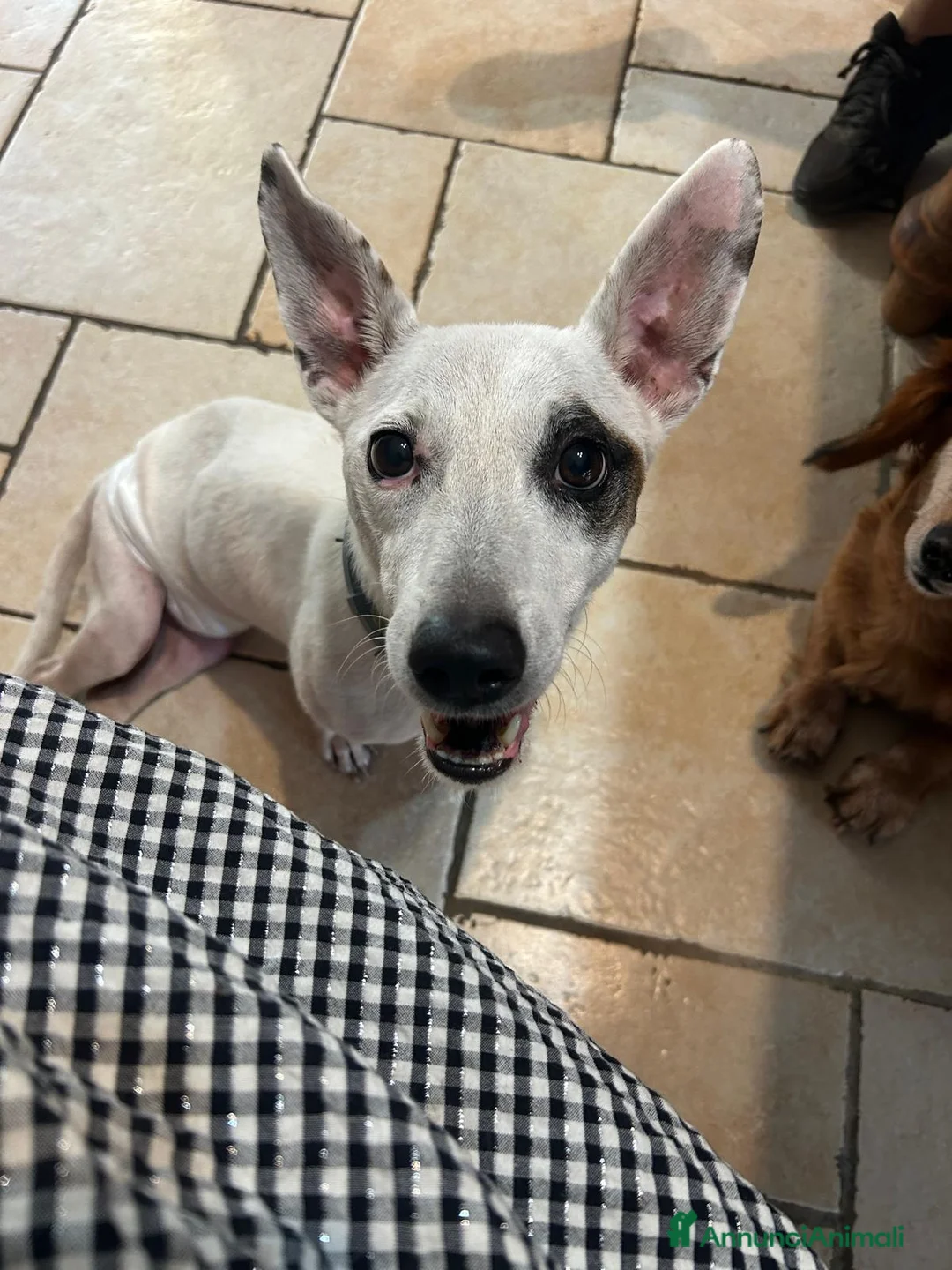 Meticcio cani in regalo: Simba, adozione del cuore - Annuncio 4