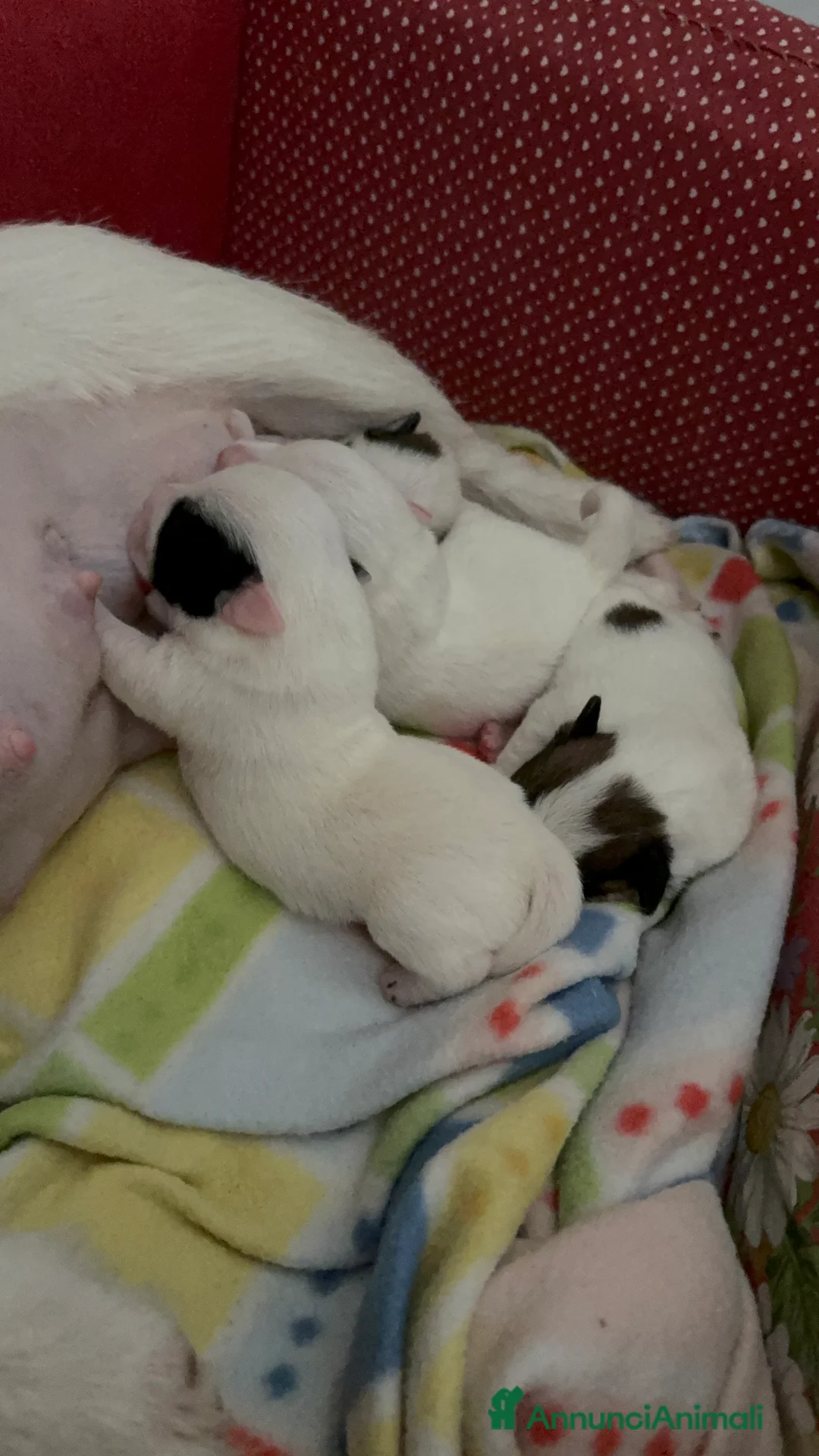 Jack Russell cani in vendita: Cuccioli di jack Russell  - Annuncio 1