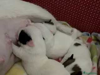 Jack Russell cani Cuccioli di jack Russell - Annuncio 6