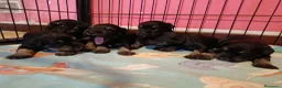Mini Schnauzer cani in vendita: Cuccioli di Schnauzer nano Nero Argento  - Annuncio 6
