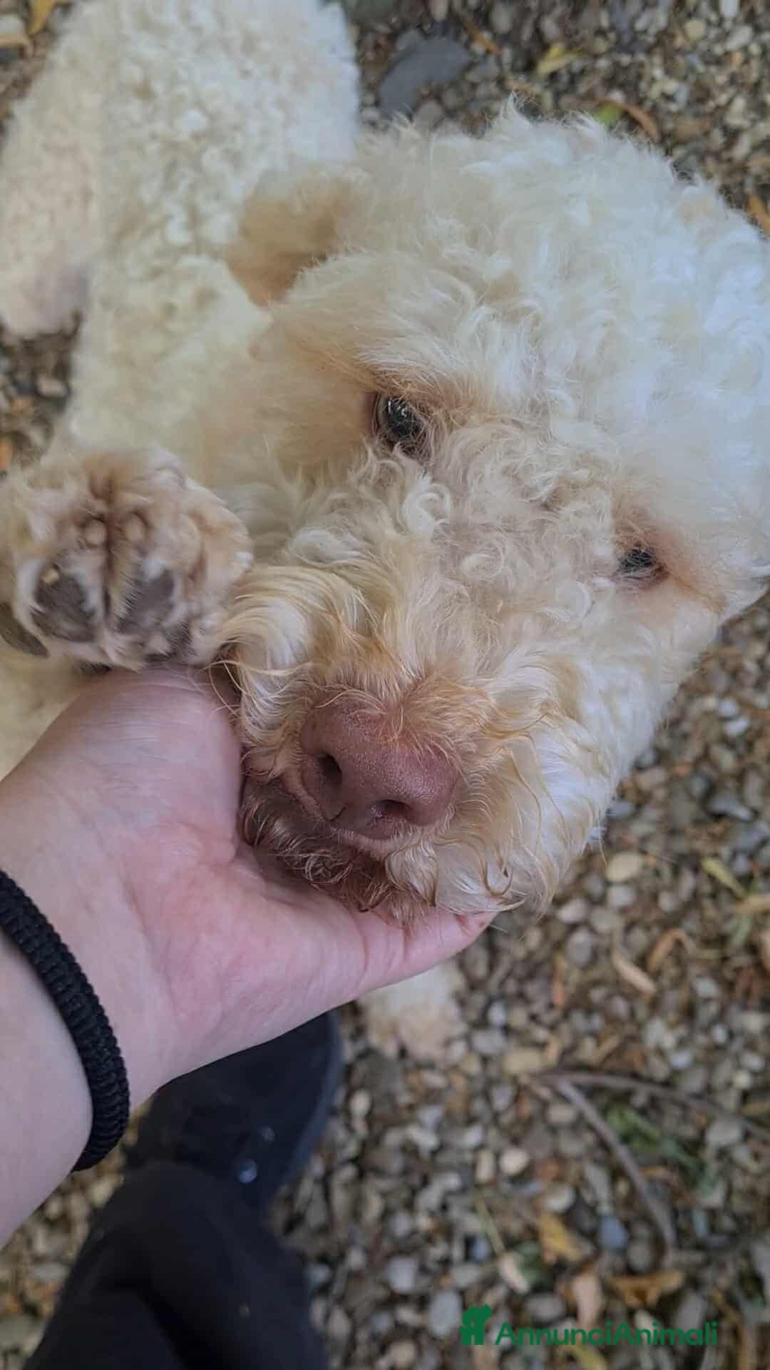 Lagotto cani in regalo: ISOTTA, dolcissima LAGOTTA cerca famiglia! - Annuncio 4
