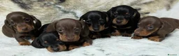Bassotto cani in vendita: Bassotti Nani - Annuncio 3