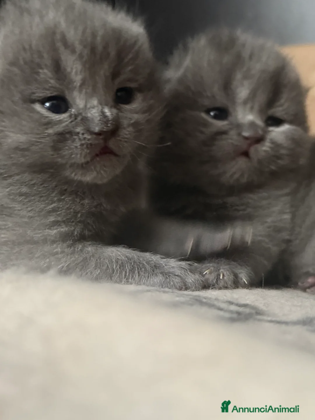Scottish gatti in vendita: Gattini scottish fold blue - Annuncio 5