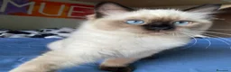 Ragdoll gatti in vendita: Cuccioli Ragdoll con pedigree  - Annuncio 8