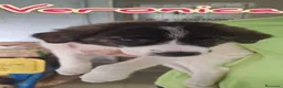 Meticcio cani in regalo: ROCCO e VERONICA cuccioli in cerca di casa a Provincia di Lucca - Annuncio 3