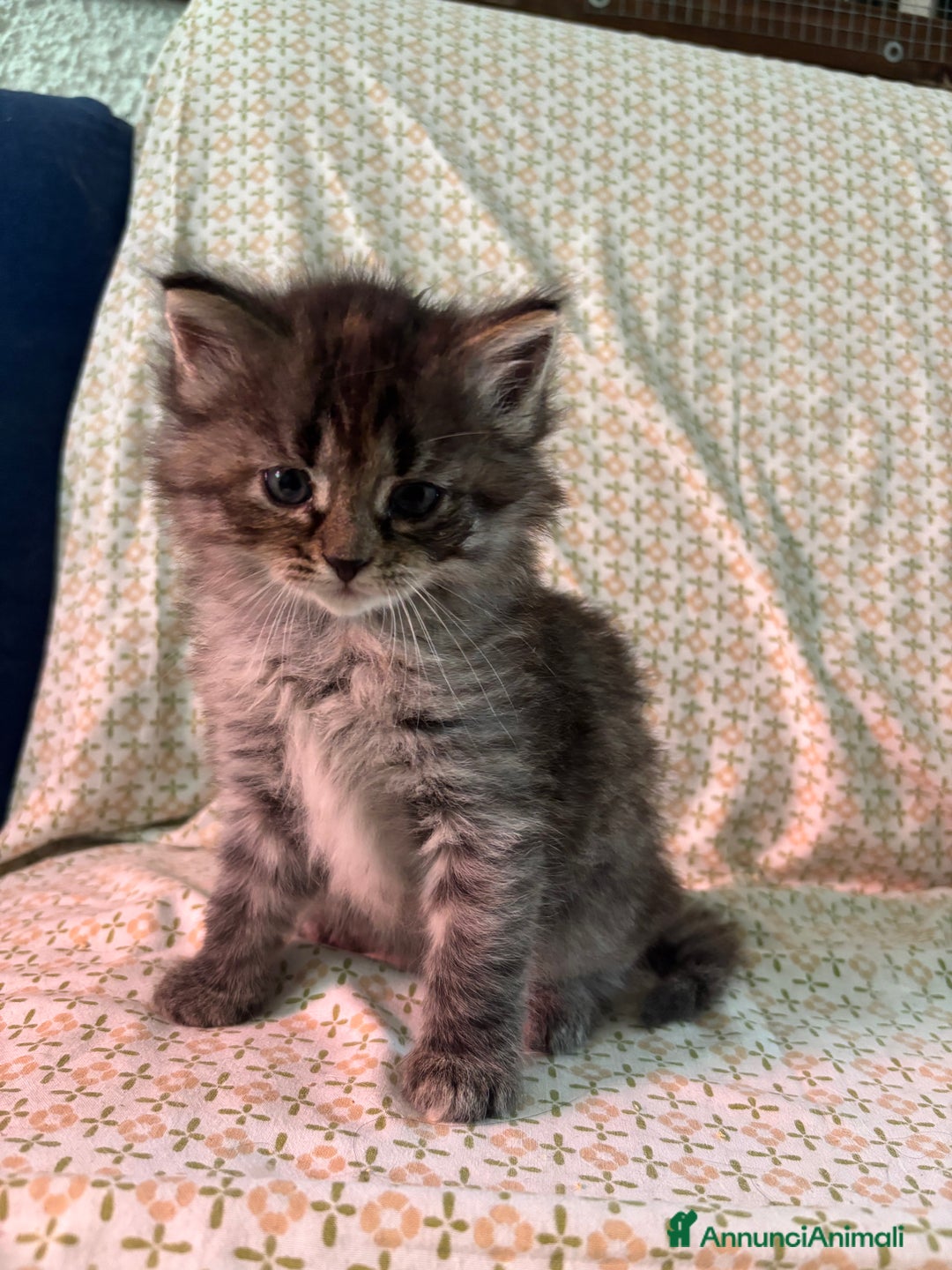 Siberiano gatti in vendita: Gattini siberiani ipoallergenici - Annuncio 7