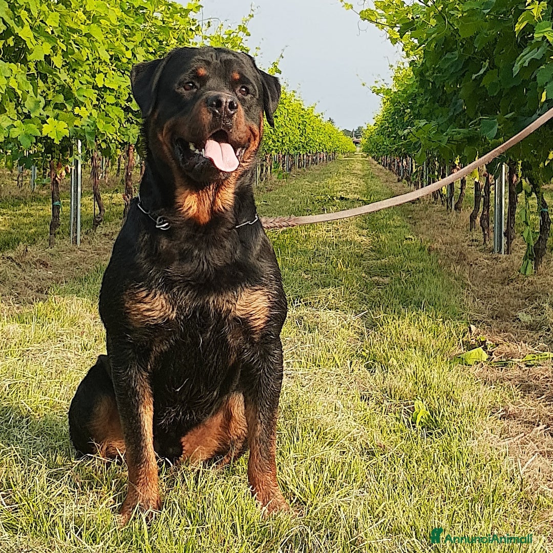 Immagine della galleria {{count}}