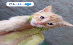 Meticcio gatti in regalo: Gattini dolcissimi cercano casa  a Città metropolitana di Milano - Immagine 3