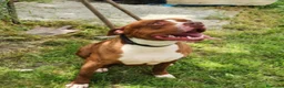 Pitbull cani in regalo: Drake e sorella Pitbull 20/22mesiBUONISSIMI.SUD  - Annuncio 4