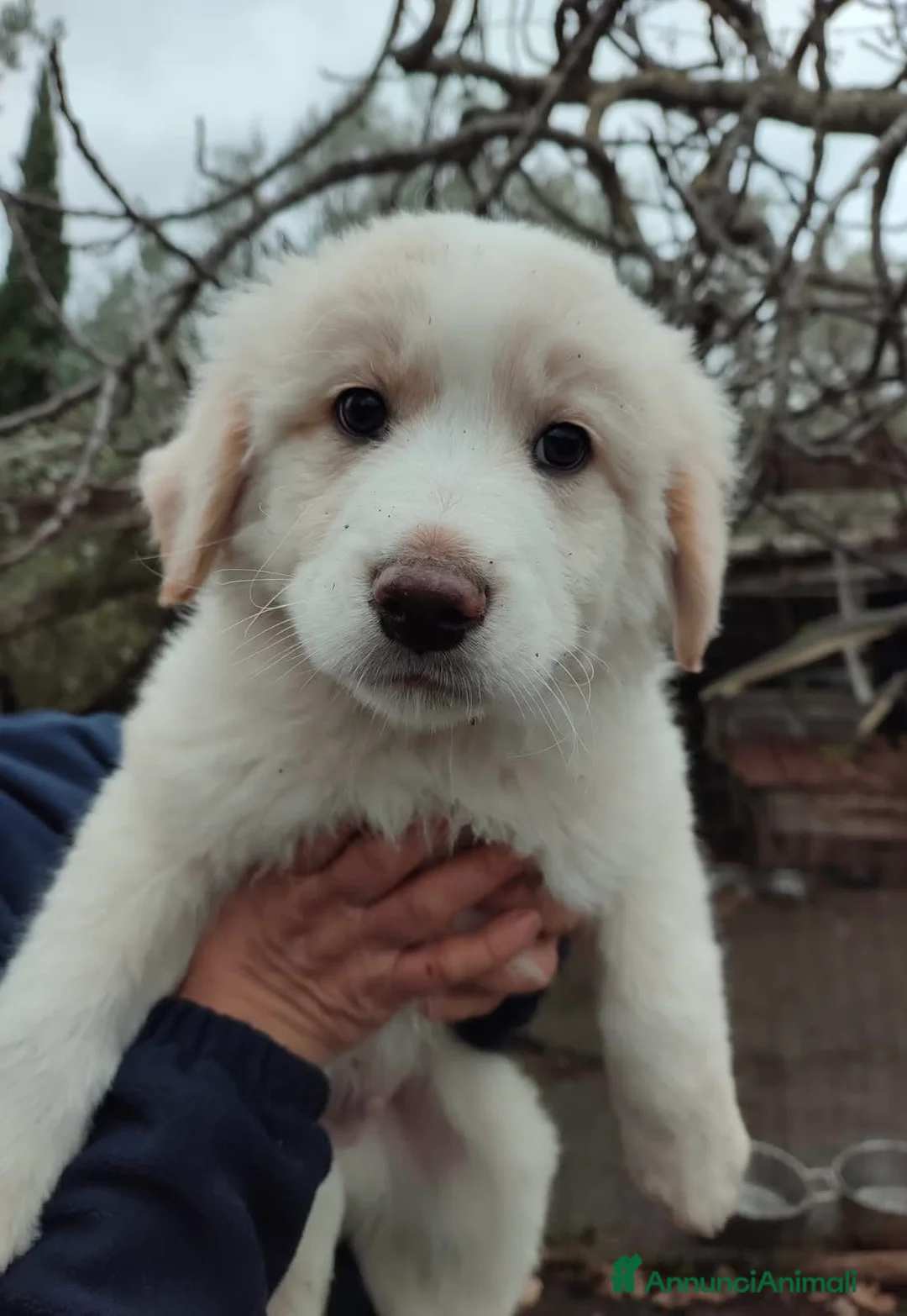 Pastore Maremmano cani in regalo: Eros dolce cucciolo aspetta una famiglia tutta sua - Annuncio 3