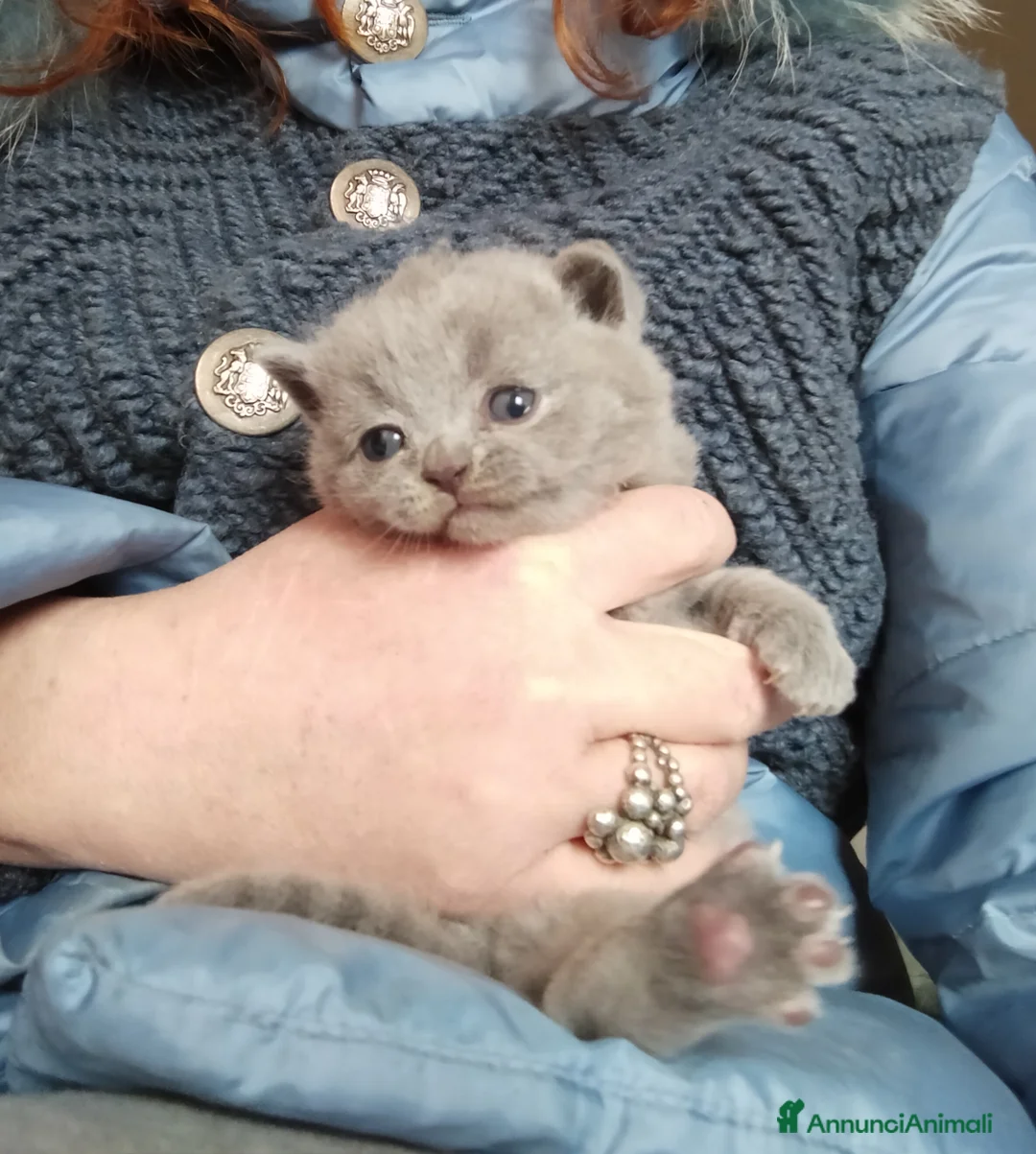 British gatti in vendita: Vendita cuccioli british  - Annuncio 3